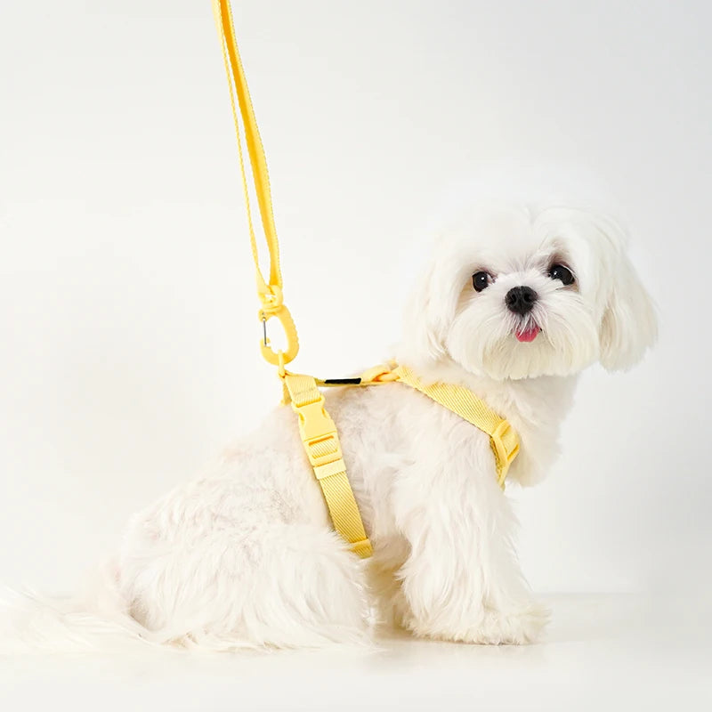 Ensemble harnais et laisse réglables pour chiots et chats