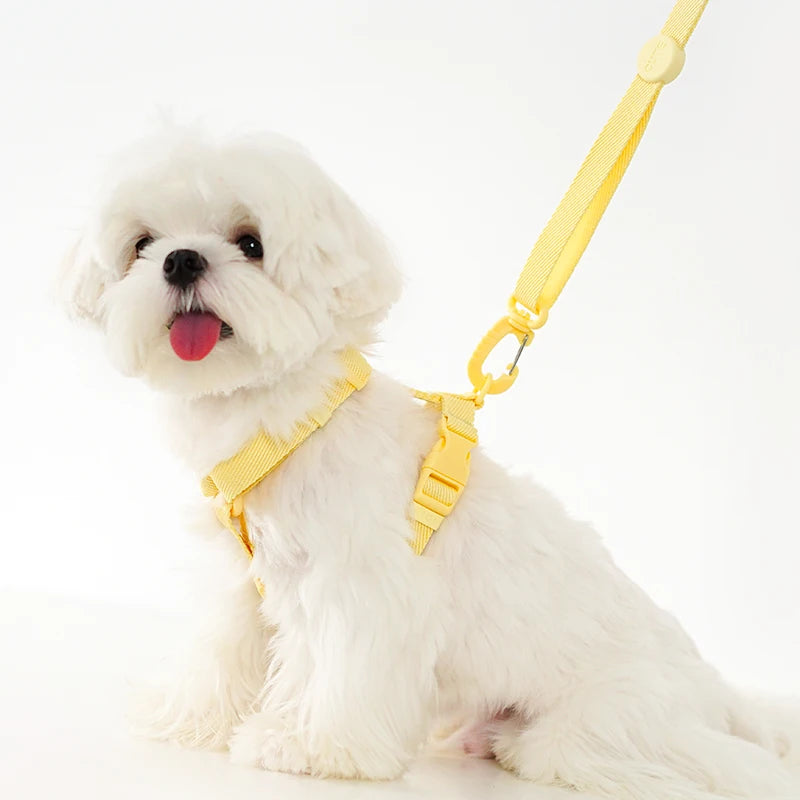 Ensemble harnais et laisse réglables pour chiots et chats