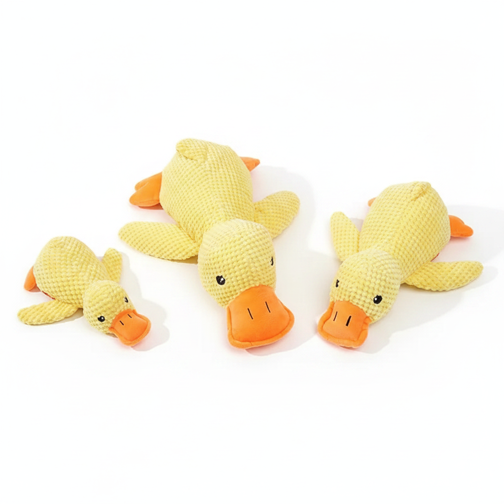 Canards couchés fond blanc