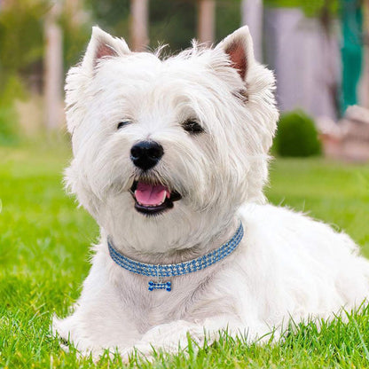Collier MonPachaTech bleu en strass avec pendentif cristal pour petit chien blanc assis dans l'herbe