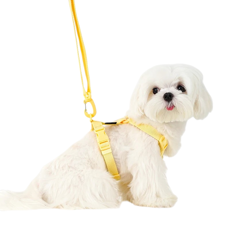 Petit chien blanc portant un harnais et une laisse MonPachaTech jaunes réglables en polyester pour promenade