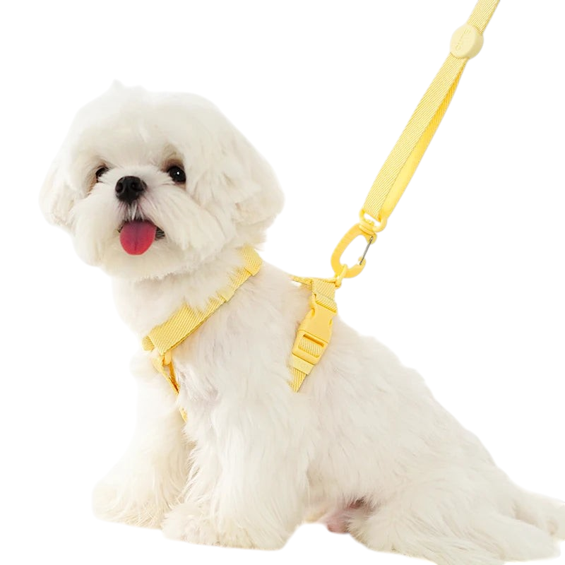 Chiot blanc portant un ensemble harnais et laisse MonPachaTech jaune réglable en polyester pour promenade sécurisée